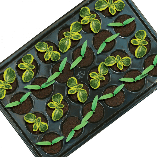 ROOT!T Natural Rooting Sponge 24 mit Tray